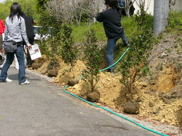 山茶花植樹1